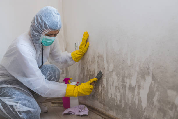 Best Certified Mold Removal  in Mountain Lake, MN