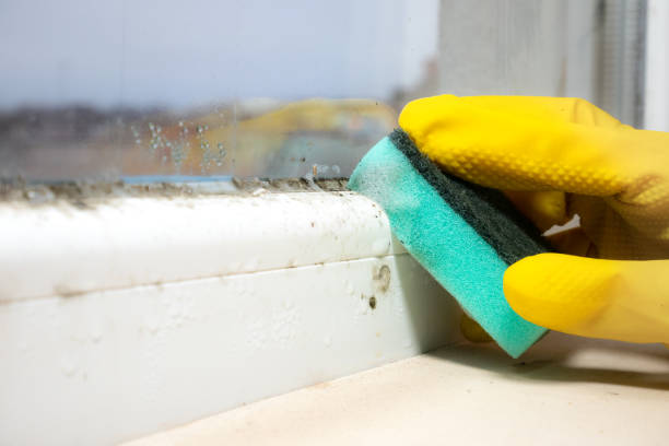 Best Crawl Space Mold Removal  in Mountain Lake, MN