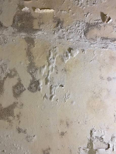 Best Mold Removal Company Near Me  in Mountain Lake, MN