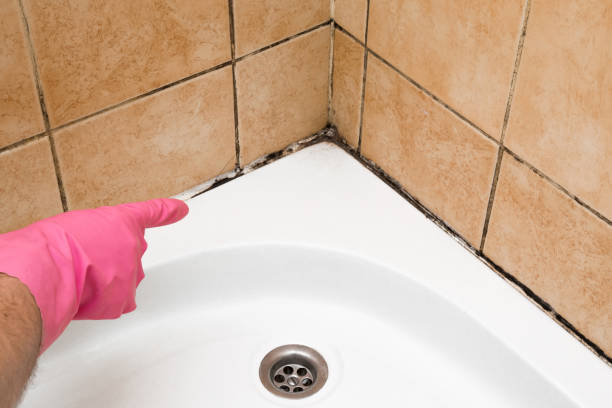 Best Mold Damage Repair  in Mountain Lake, MN