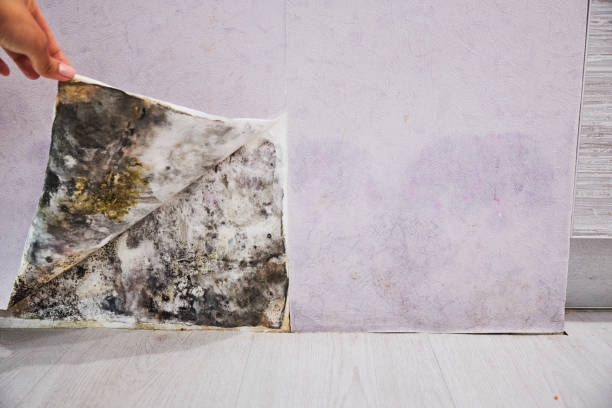 Professional Mold Removal in Mountain Lake, MN